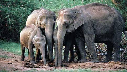 ನೀರನ್ನರಸಿ ನಾಡಿನತ್ತ ಕಾಡಾನೆಗಳು