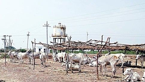 ಬಿಸಿಲ ದಗೆಗೆ ಬೆಳಗಾವಿ ಕಂಗಾಲು: 40ಕ್ಕೇರಿದ ಉಷ್ಣಾಂಶ!