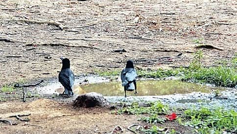 ನೀರಿಲ್ಲದೆ ಬಣಗುಡುತ್ತಿದೆ ನಗರದ 108 ಉದ್ಯಾನವನಗಳು