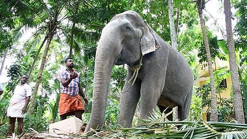 ಕೇರಳದಲ್ಲಿದೆ ಪ್ರಪಂಚದ ಹಿರಿಯ ಸಾಕಿದ ಆನೆ