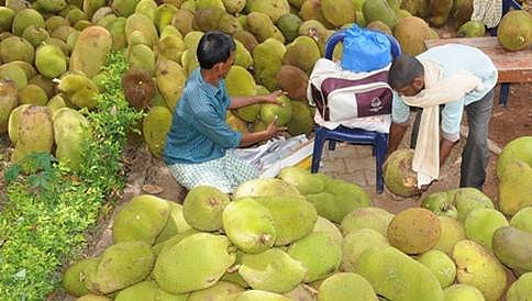 ರೈತರ ಪಾಲಿಗೆ ಹುಳಿಯಾಯ್ತು ಮೈಸೂರಿನ ಮಾವು ಮೇಳ