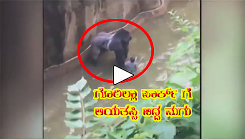 ಮಗು ರಕ್ಷಿಸಲು ಗೊರಿಲ್ಲಾಗೆ ಗುಂಡಿಟ್ಟ ಸಿಬ್ಬಂದಿ