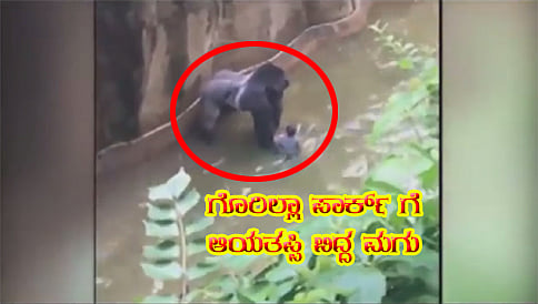 ಗೊರಿಲ್ಲಾ ಪಾರ್ಕ್ಗೆ ಬಿದ್ದ 4 ವರ್ಷದ ಮಗು ರಕ್ಷಿಸಲು ಗೊರಿಲ್ಲಾ ಕೊಂದ ಸಿಬ್ಬಂದಿ