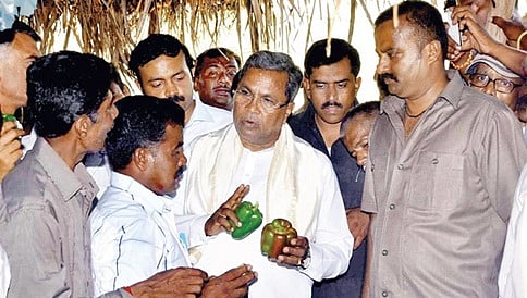 ನೀಲಗಿರಿ ಮರ ಬೆಳೆಯಲು ಸರ್ಕಾರ ಅವಕಾಶ ನೀಡುವುದಿಲ್ಲ :ಸಿದ್ದರಾಮಯ್ಯ