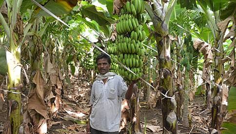 ಬಾಳೆಯಲ್ಲಿ ಮಿಶ್ರ ಬೆಳೆಯಾಗಿ ಪಪ್ಪಾಯ