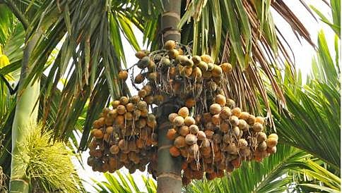 ಅಡಿಕೆ ಧಾರಣೆ ಕುಸಿತ: ರೈತ ಸಂಘಗಳಿಂದ 13 ಜಿಲ್ಲೆಗಳಲ್ಲಿ ಬಂದ್ ಗೆ ಕರೆ