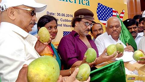 ಈ ಬಾರಿ ಅಮೆರಿಕಾಗೆ 1,200 ಟನ್ ಮಾವಿನ ಹಣ್ಣು ರಪ್ತು