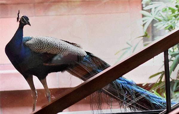 <b>ಸಂಸತ್ ಭವನದ ಬಳಿ ಮೋಹಕ ಮಯೂರಿ...</b> ಮುಂಗಾರು ಅಧಿವೇಶನ ನಡೆಯುತ್ತಿರುವ ದೆಹಲಿಯ ಸಂಸತ್ ಭವನದ ಗ್ರಂಥಾಲಯ ಕಟ್ಟಡದಲ್ಲಿ ನವಿಲೊಂದು ಕಾಣಿಸಿಕೊಂಡಿದು ಹೀಗೆ.
