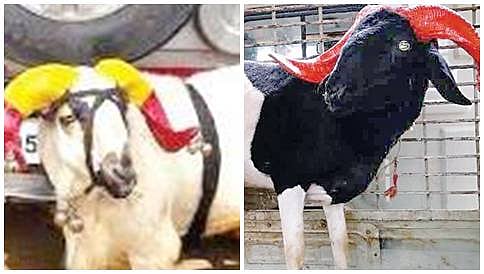 ಶಿವಣ್ಣನಿಗೆ ಉಡುಗೊರೆಯಾಗಿ ಎರಡು ಟಗರು ನೀಡಿದ ಅಭಿಮಾನಿಗಳು