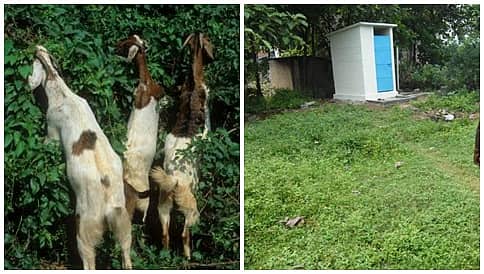 ಮೇಕೆಗಳನ್ನು ಮಾರಿ ಶೌಚಾಲಯ ನಿರ್ಮಿಸಿದ ಬಡ ಮಹಿಳೆ