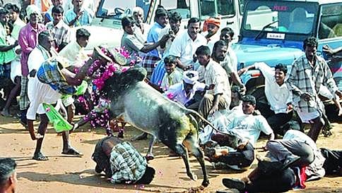 5000 ವರ್ಷ ಇತಿಹಾಸ ಹೊಂದಿದೆ ಎಂಬ ಕಾರಣಕ್ಕೆ ಜಲ್ಲಿಕಟ್ಟುಗೆ ಅನುಮತಿ ಸಾಧ್ಯವಿಲ್ಲ: ಸುಪ್ರೀಂ
