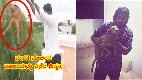 ಮಹಡಿ ಮೇಲಿಂದ ನಾಯಿಯನ್ನು ಎಸೆದ ವಿಕೃತ; ಅದೃಷ್ಟವಶಾತ್ ನಾಯಿ ಜೀವಂತ