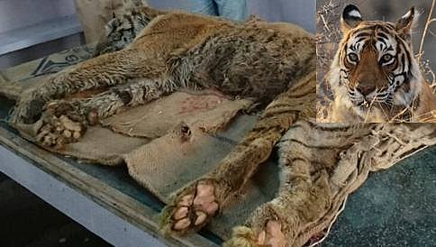 ಕರ್ನಾಟಕದ ಅತೀ ಹಿರಿಯ ಹುಲಿ 19 ವರ್ಷದ ಕೃತಿಕಾ ಇನ್ನಿಲ್ಲ