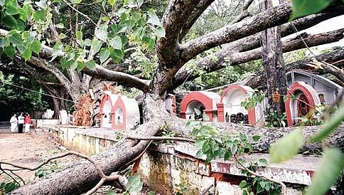 ಮನೆ ಮೇಲೆ ಬಿದ್ದ ಮರ: 3 ವರ್ಷದ ಮಗನ ಜೊತೆ ಅಪಾಯದಿಂದ ಪಾರಾದ ಮಹಿಳೆ