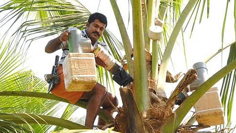 ತೆಂಗು ಬೆಳೆಗಾರರಿಗೆ ಸಂತೋಷದ ಸುದ್ದಿ: ನೀರಾ ನೀತಿಗೆ ಸಂಪುಟ ಅನುಮೋದನೆ