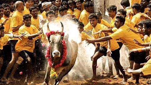 ಜಲ್ಲಿಕಟ್ಟು ವಿವಾದ: ತಮಿಳುನಾಡಿನಾದ್ಯಂತ ಪ್ರತಿಭಟನೆ ನಡೆಸಲು ಡಿಎಂಕೆ ನಿರ್ಧಾರ