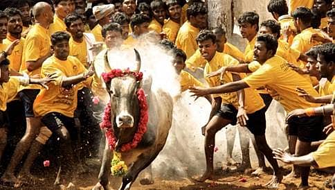ಜಲ್ಲಿಕಟ್ಟು ವಿವಾದ: ತಮಿಳುನಾಡಿನಾದ್ಯಂತ ಪ್ರತಿಭಟನೆ ನಡೆಸಲು ಡಿಎಂಕೆ ನಿರ್ಧಾರ