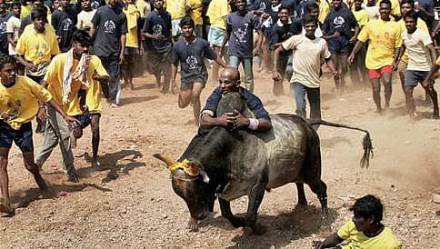 ತಮಿಳುನಾಡಿನಲ್ಲಿ ಈ ವರ್ಷವೂ ಜಲ್ಲಿಕಟ್ಟು ಇಲ್ಲ: ಸಂಕ್ರಾಂತಿಗೆ ಮುನ್ನ ತೀರ್ಪು ನೀಡಲು 'ಸುಪ್ರೀಂ' ನಕಾರ