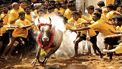 ತ.ನಾಡು ಜನರ ಓಲೈಕೆಗಾಗಿ "ಸುಗ್ರೀವಾಜ್ಞೆ"ಗೆ ಮುಂದಾದರೆ "ಸುಪ್ರೀಂ" ನಲ್ಲಿ ಪ್ರಶ್ನೆ: ಪೇಟಾ