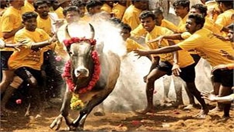ಲಂಕಾ, ಯುಕೆ, ಆಸ್ಟ್ರೇಲಿಯಾಗೂ ವ್ಯಾಪಿಸಿದ ಜಲ್ಲಿಕಟ್ಟು ಪ್ರತಿಭಟನೆ