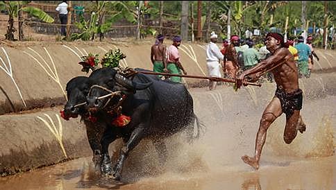 ಕಂಬಳ ಕ್ರೀಡೆಗೆ ವಿಧಿಸಿರುವ ನಿಷೇಧ ತೆರವುಗೊಳಿಸಲು ಆಗ್ರಹ