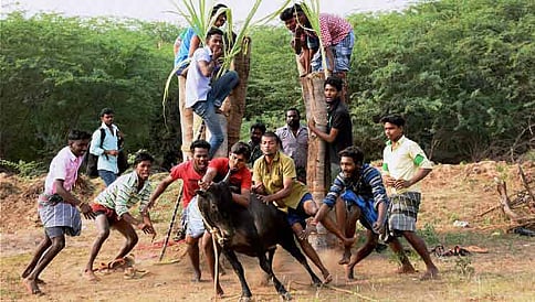 ಜಲ್ಲಿಕಟ್ಟು: ಸುಗ್ರೀವಾಜ್ಞೆ ಹೊರತಾಗಿಯೂ ಶಾಶ್ವತ ಕ್ರಮಕ್ಕೆ ಆಗ್ರಹ; ಮರೀನಾ ಬೀಚ್ ನಲ್ಲಿ ಮುಂದುವರೆದ ಪ್ರತಿಭಟನೆ