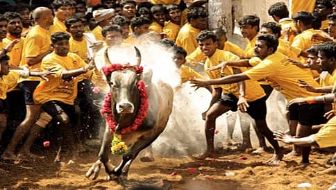 ತಮಿಳುನಾಡು ಸರ್ಕಾರದ 'ಜಲ್ಲಿಕಟ್ಟು ಕಾಯ್ದೆ' ಪ್ರಶ್ನಿಸಿ ಮತ್ತೆ ಸುಪ್ರೀಂ ಮೊರೆ!