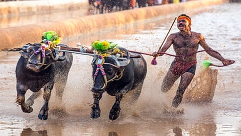 ಕಂಬಳದ ಇತಿಹಾಸ; ಜಲ್ಲಿಕಟ್ಟು, ಕಂಬಳಕ್ಕೂ ಇರುವ ವ್ಯತ್ಯಾಸ