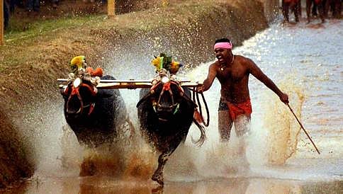 ಕಂಬಳ ಮತ್ತು ಎತ್ತಿನಗಾಡಿ ಓಟಕ್ಕೆ ಸಂಪುಟ ಗ್ರೀನ್ ಸಿಗ್ನಲ್