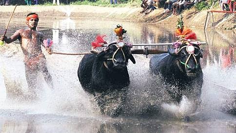 ಕಂಬಳ ವಿವಾದ: 2 ವಾರ ವಿಚಾರಣೆ ಮುಂದೂಡಿದ ಹೈಕೋರ್ಟ್