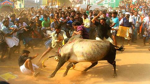 ಜಲ್ಲಿಕಟ್ಟು ಆಚರಣೆಗೆ ಅನುವು ಮಾಡಿಕೊಟ್ಟ ಸುಪ್ರೀಂಕೋರ್ಟ್