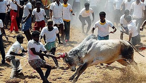 ಜಲ್ಲಿಕಟ್ಟು ನಡೆಸಲು ಸುಗ್ರೀವಾಜ್ಞೆ ಹೊರಡಿಸುವಂತೆ ಕೇಂದ್ರಕ್ಕೆ ತಮಿಳುನಾಡು ಸರ್ಕಾರ ಒತ್ತಾಯ