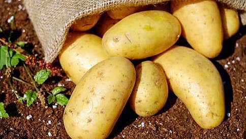 ಹಳದಿ ಬಣ್ಣದ ಆಲೂಗಡ್ಡೆಯಲ್ಲಿ ಹೇರಳ ವಿಟಮಿನ್ ಎ, ಇ