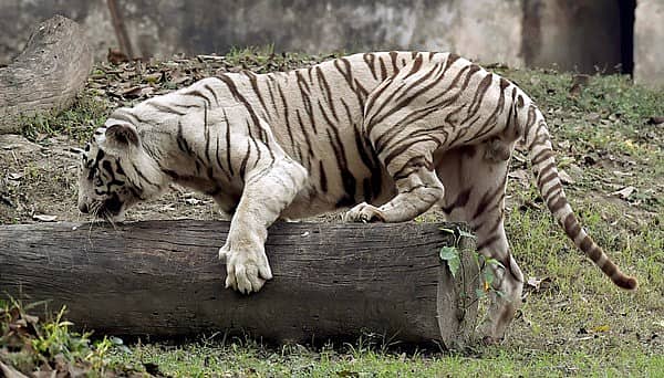 ಕೋಲ್ಕತಾ ಮೃಗಾಲಯದಲ್ಲಿ ಪ್ರಾಣಿಗಳ ತುಂಟಾಟ