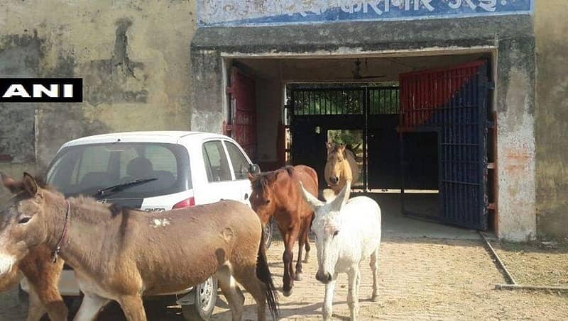 ಬಿಜೆಪಿ ನಾಯಕನ ಶಿಫಾರಸು: ಉತ್ತರ ಪ್ರದೇಶ ಜೈಲಿನಿಂದ ಕತ್ತೆಗಳಿಗೆ ಬಿಡುಗಡೆ ಭಾಗ್ಯ!