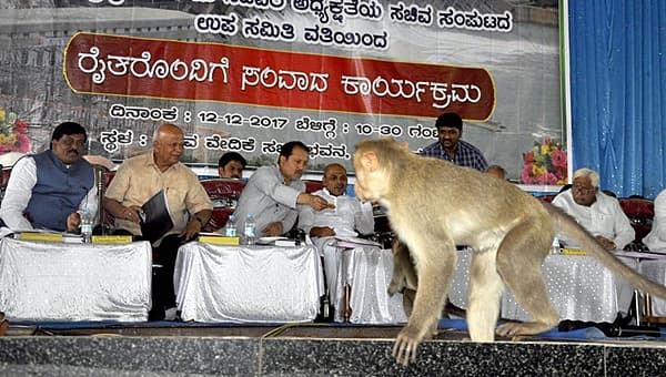 <b>ಸಂಪುಟ ಉಪ ಸಮಿತಿ ಸಂವಾದಕ್ಕೆ ಆಗಮಿಸಿದ ಕಪಿರಾಯ..</b>. ಬಾಗಲಕೋಟೆ ಜಿಲ್ಲೆಯ ಕೂಡಲ ಸಂಗಮದಲ್ಲಿ ಮಂಗಳವಾರ ಸಂಪುಟ ಉಪ ಸಮಿತಿ ಆಯೋಜಿಸಿದ್ದ ರೈತರೊಂದಿಗೆ ಸಂವಾದ ಕಾರ್ಯಕ್ರಮದ ವೇದಿಕೆಗೆ ಕಪಿಯೊಂದು ಆಗಮಿಸಿ ಎಲ್ಲರ ಗಮನ ಸೆಳೆಯಿತು.