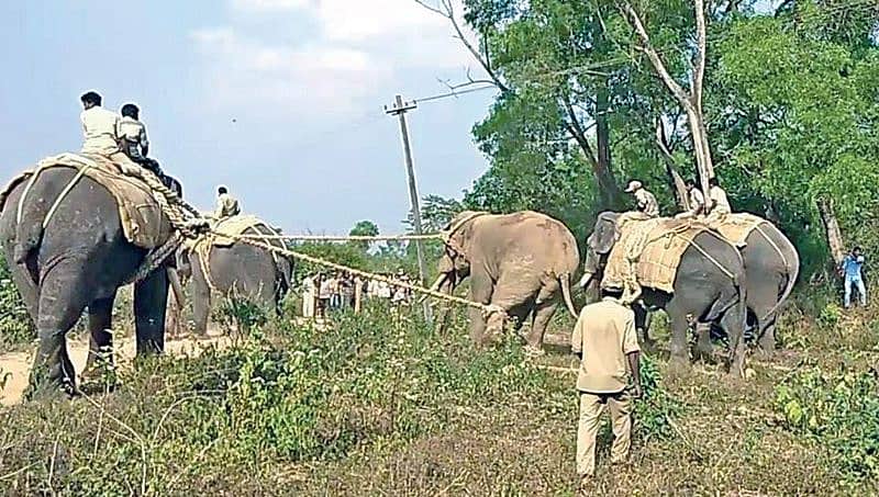 ಸಕಲೇಶಪುರ: ಆನೆಯನ್ನು ಹಿಡಿದ ಅರಣ್ಯಾಧಿಕಾರಿಗಳು