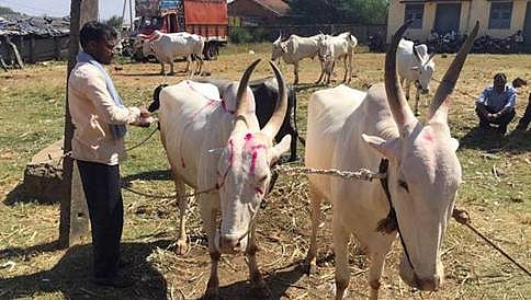 ತೀರದ ಮೇವಿನ ಬವಣೆ: ಧಾರವಾಡದಲ್ಲಿ ಕಸಾಯಿಖಾನೆಗೆ ಜಾನುವಾರುಗಳ ಮಾರಾಟ