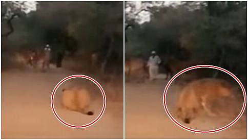 ಹಸುವನ್ನು ಬೇಟೆಯಾಡಲು ಹವಣಿಸುತ್ತಿದ್ದ ಸಿಂಹವನ್ನೇ ಬೆದರಿಸಿದ ಓಡಿಸಿದ ದನಗಾಹಿ!