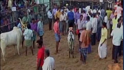 ಮಧುರೈ: ಆವನಿಯಪುರಂನಲ್ಲಿ ಜಲ್ಲಿಕಟ್ಟು ಕ್ರೀಡೆಗೆ ಅದ್ದೂರಿ ಚಾಲನೆ