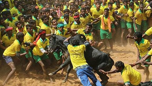 ತಮಿಳುನಾಡಿನ ಅವನಿಯಪುರಂನಲ್ಲಿ ಜಲ್ಲಿಕಟ್ಟು: 36 ಜನರಿಗೆ ಗಾಯ