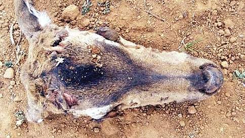 ಕಳ್ಳಬೇಟೆಗಾರರಿಗೆ ವರವಾಗಿರುವ ಹೊಸ ಅಸ್ತ್ರ ಯೂರಿಯಾ!