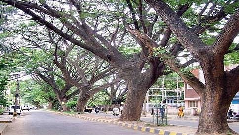 ರಸ್ತೆ ವಿಸ್ತರಣೆಗಾಗಿ ಜಯಮಹಲ್ ರಸ್ತೆಯ 112 ಮರಗಳಿಗೆ ಕೊಡಲಿ?