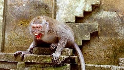 ಒಡಿಶಾದಲ್ಲಿ ಕೋತಿ ದಾಳಿ, 12 ಮಂದಿಗೆ ಗಾಯ