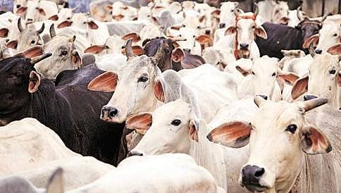 ಗೋಹತ್ಯೆ ಅಪರಾಧಕ್ಕೆ ಗುಜರಾತ್ ನಲ್ಲಿ ಇನ್ಮುಂದೆ ಜೀವಾವಧಿ ಶಿಕ್ಷೆ