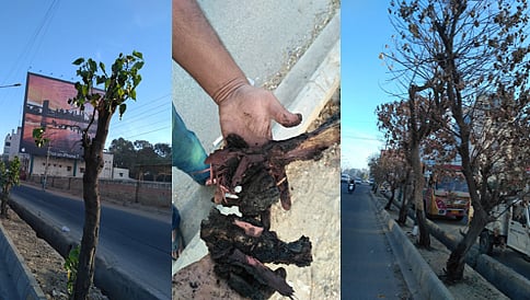 ಬೆಂಗಳೂರು: ಹೋರ್ಡಿಂಗ್ ಗಳು ಸ್ಪಷ್ಟವಾಗಿ ಕಾಣಲೆಂದು 30 ಮರಗಳಿಗೆ ವಿಷಪ್ರಾಶನ, ಕೊಡಲಿ ಏಟು!