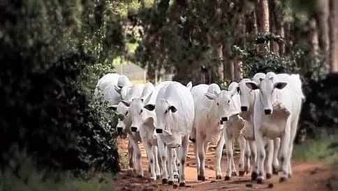 ಗುಜರಾತ್: ರಸ್ತೆ ಅಪಘಾತದಲ್ಲಿ ಪ್ರಾಣಿಗಳ ಸಾವು ಕಡಿಮೆ ಮಾಡಲು ಅಲರ್ಟ್ ವ್ಯವಸ್ಥೆ ಅಭಿವೃದ್ಧಿ