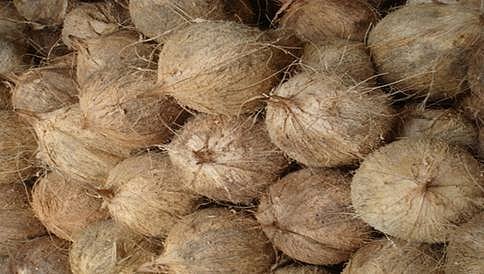 ಗಗನಕ್ಕೇರಿದ ತೆಂಗಿನಕಾಯಿ ಬೆಲೆ: ಇಳುವರಿ ಕುಂಠಿತ