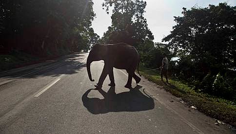 ಆನೆ ದಾಳಿ: ದಸರಾ ಆನೆ ದುರ್ಗಾಪರಮೇಶ್ವರಿ ಮಾವುತ ಅಣ್ಣು ಸಾವು