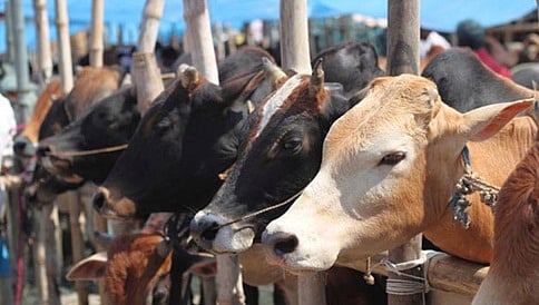 ಇನ್ನು ಮುಂದೆ ಗೋವುಗಳಿಗೂ ಆಧಾರ್ ಕಾರ್ಡ್